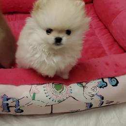 Pomeranian Puppies from Kayra Pomeranians