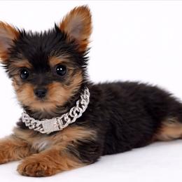 Cassius - Black and tan male Yorkshire Terrier puppy in North Huntington, Pennsylvania from Charz Dollz