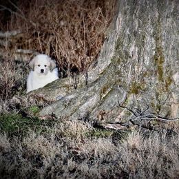 Great Pyrenees and Leonberger Puppies from Easter Acres