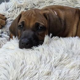Juni - female Rhodesian Ridgeback puppy in Gaffney, South Carolina from Circle D Farms