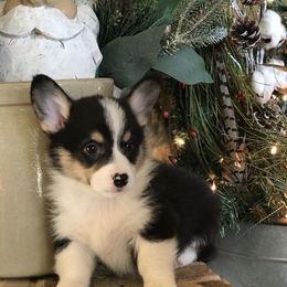 Pembroke Welsh Corgi Puppies from Arrowhead Corgis