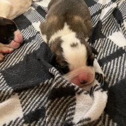 Boy 2 - Red and white male Saint Bernard puppy in New Sharon, Maine from KP Saint Bernards