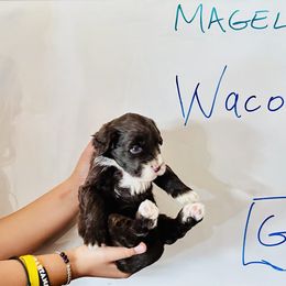 Boy 4 - male Portuguese Water Dog puppy in Houston, Texas from Magellan Portuguese Water Dogs