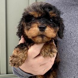 Poppy - Merle female Cavapoo puppy in Boardman, Ohio from Taliaferro Kennel