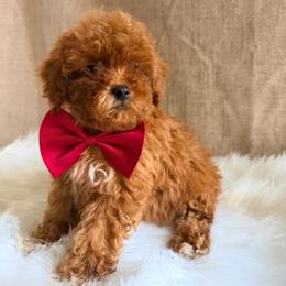 Rocky - Red  male Poodle puppy in Apex, North Carolina from Happy puppies