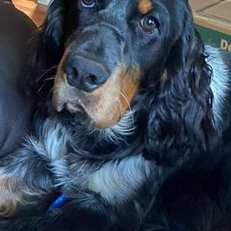 Ranger - English Springer Spaniel