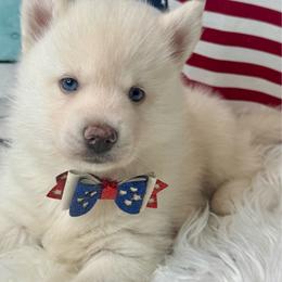 Rhino - White male Pomsky puppy in Krum, Texas from Paw-Some Pomskies
