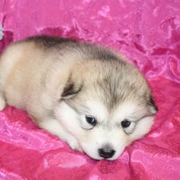 Alaskan Malamute Puppies from New River Valley Malamutes