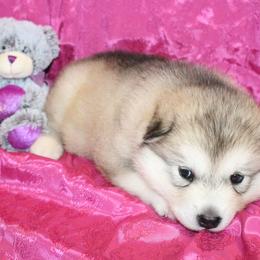 Alaskan Malamute Puppies from New River Valley Malamutes