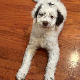 Norbert - Parti male Goldendoodle puppy in Norman, Oklahoma from Wilson Family Doodles LLC