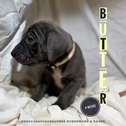 Butter - Blue female Great Dane puppy in Columbus, Ohio from Von Schaaf Haus DuPree