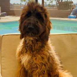 Lizzy - Sable female Assorted Doodle Crosses puppy in Calimesa, California from Teakwood Poodles of SoCal