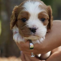 Luca - Blenheim male Cavalier King Charles Spaniel puppy in Lula, Georgia from Cavaliers by Crumley