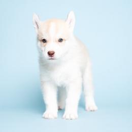 Brynner - Red and white male Siberian Husky puppy in Meadow Vista, California from Thistle Hill Siberians