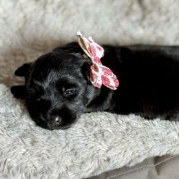 Girl 1 - Black female Scottish Terrier puppy in Idaho from Avonlea Terriers