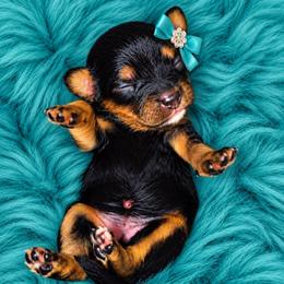 Lottie - Black and tan female Cavapoo puppy in Lebanon, Kentucky from Mosaic Merle Doodles