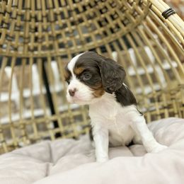 TRUFFLE - Chocolate female Cavalier King Charles Spaniel puppy in Jackson, Ohio from The Cavaliers at EAP Acres