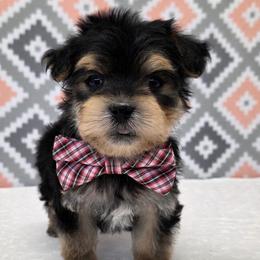 Banks - Black & tan tri-color male Morkie puppy in Monticello, Iowa from Ashley’s Puppies