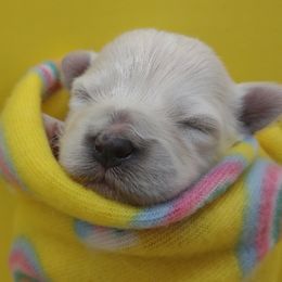 Companion Cross, Maltese, and Maltipoo Puppies from Seeking Shalom Acres Maltese, Maltipoos & Havamalts