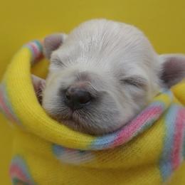Companion Cross, Maltese, and Maltipoo Puppies from Seeking Shalom Acres Maltese, Maltipoos & Havamalts