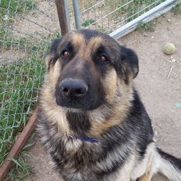 Abe - German Shepherd