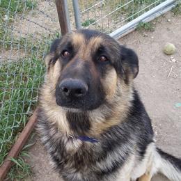 Abe - German Shepherd