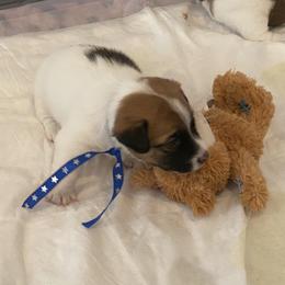 Golden Retriever and Jack Russell Terrier Puppies from Shelby Burleson's Golden Retrievers and Jack Russell Terriers