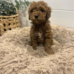 Ginger - Red  female Goldendoodle puppy in Indianapolis, Indiana from Indy Doodle Co.