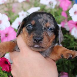 BOSS dapple boy smooth hair - Dapple male Dachshund puppy in Stockton, California from Wiggles & Wags Dachshund's