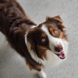 Boreas - Australian Shepherd