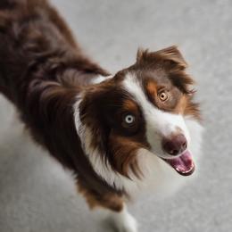 Boreas - Australian Shepherd