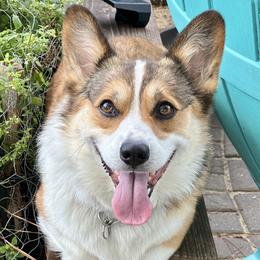 Pembroke Welsh Corgi puppies from Coastal Corgis