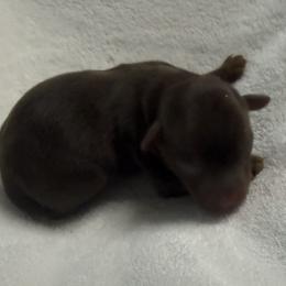 Patch AKC - Chocolate and tan male Yorkshire Terrier puppy in Labelle, Florida from Chocolate and Parti Yorkies in Florida