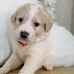 Goldendoodles from Doodle Supply Co.