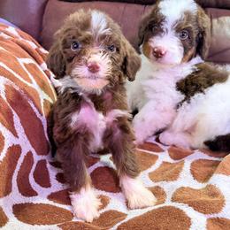Nova - with training - Tri-color female Bernedoodle puppy in Boonville, North Carolina from Doods & Dolls