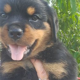 Boy 2 - Black and mahogany male Rottweiler puppy in De Witt, Iowa from Irish Eyes Kennels
