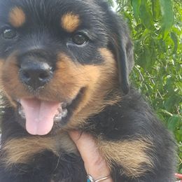 Boy 2 - Black and mahogany male Rottweiler puppy in De Witt, Iowa from Irish Eyes Kennels