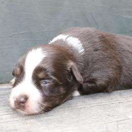 Beetle - Red tri-color female Australian Shepherd puppy in Macon, Georgia from Shaina’s Shepherds