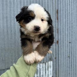 BTM 1 - Black tri-color male Australian Shepherd puppy in Cushing, Oklahoma from Midwest Aussies