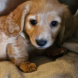 Lil Red - Red male Dachshund puppy in Lebanon, Oregon from Willow Moons Dachshunds