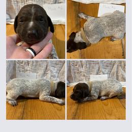 Boy 6 - Liver roan German Shorthaired Pointer puppy in Cleveland, Georgia from C&M Kennel