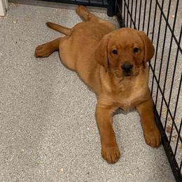 White collar - Yellow female Labrador Retriever puppy in Clinton, Tennessee from Summer Rose