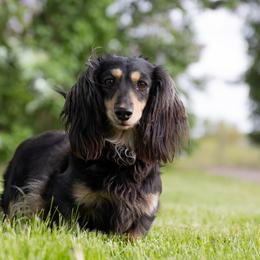 Bonita - Dachshund