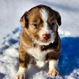 Ribaldi - Full Tail - 2 Blue Eyes - Red merle male Miniature Australian Shepherd puppy in Mc Alester, Oklahoma from Angel's Aussies