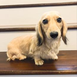 Dolly - Dachshund