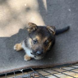 Jupiter - Black and red male German Shepherd puppy in Lake Charlse, Louisiana from Dettaalpha Kennels