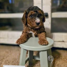 Sapphire - Phantom female Goldendoodle puppy in Freedom, New York from Samantha's Goldendoodles