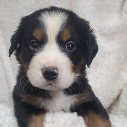 Girl 5 - Black rust and white female Bernese Mountain Dog puppy in Nicholson, Georgia from Bernese Mountain Dogs of Pony Trail Farm