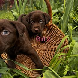 Girl 2 - Chocolate female Labrador Retriever puppy in Lawton, Michigan from DuckAlly Kennel