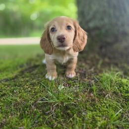Trusty - Cream female Dachshund puppy in Grant, Michigan from Red Pyne Dashchuands